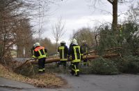 02_2010_Baum_auf_Strasse 10
